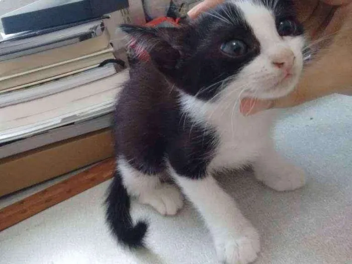 Gato ra a Europeu Comum idade 2 a 6 meses nome Dália