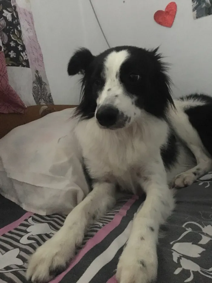 Cachorro ra a Border Collie idade 5 anos nome Maia Maria 