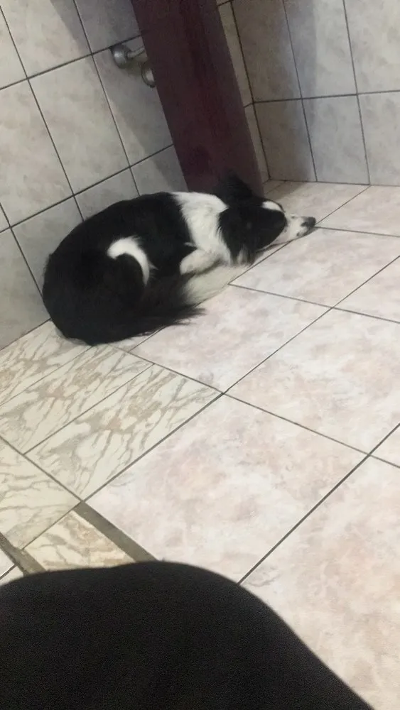 Cachorro ra a Border Collie idade 5 anos nome Maia Maria 
