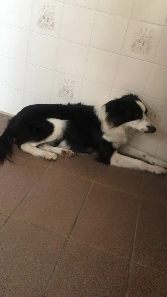 Cachorro ra a Border Collie idade 5 anos nome Maia Maria 