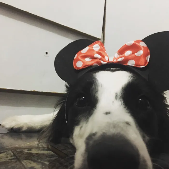 Cachorro ra a Border Collie idade 5 anos nome Maia Maria 