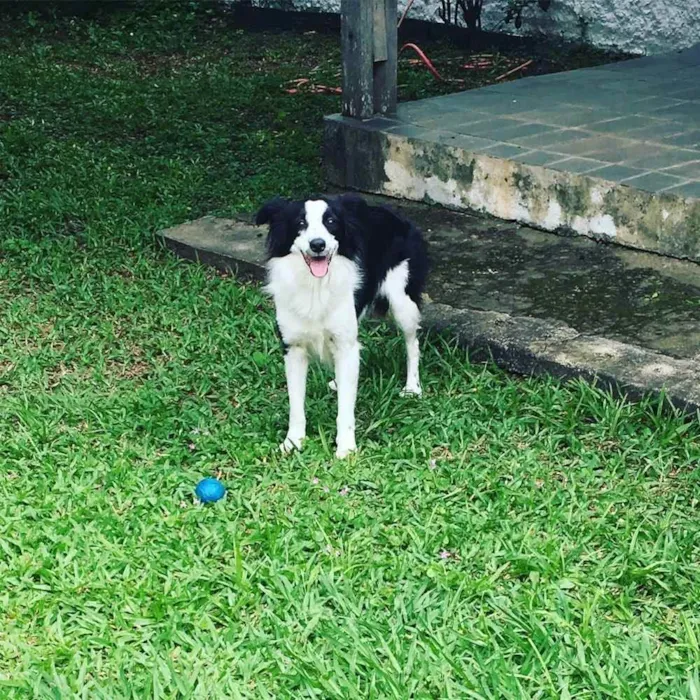 Cachorro ra a Border Collie idade 5 anos nome Maia Maria 