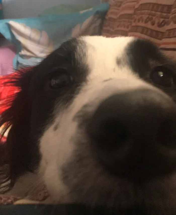Cachorro ra a Border Collie idade 5 anos nome Maia Maria 