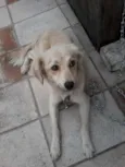 Belinha