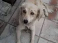 Belinha