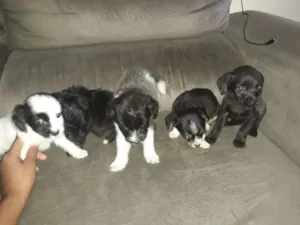 Cachorro raça Mista idade Abaixo de 2 meses nome Não tem
