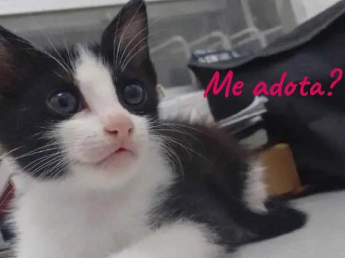 Gato ra a Europeu Comum idade 2 a 6 meses nome Dália