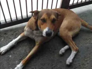 Cachorro raça  idade 1 ano nome Marley
