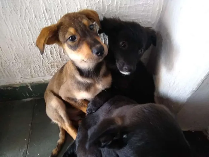 Cachorro ra a Não definida idade 2 a 6 meses nome Adote