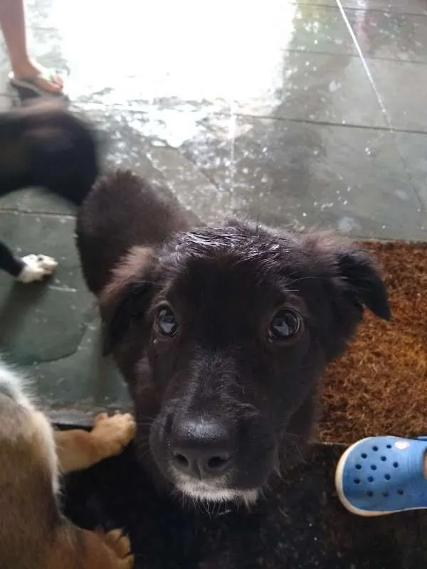 Cachorro ra a Não definida idade 2 a 6 meses nome Adote