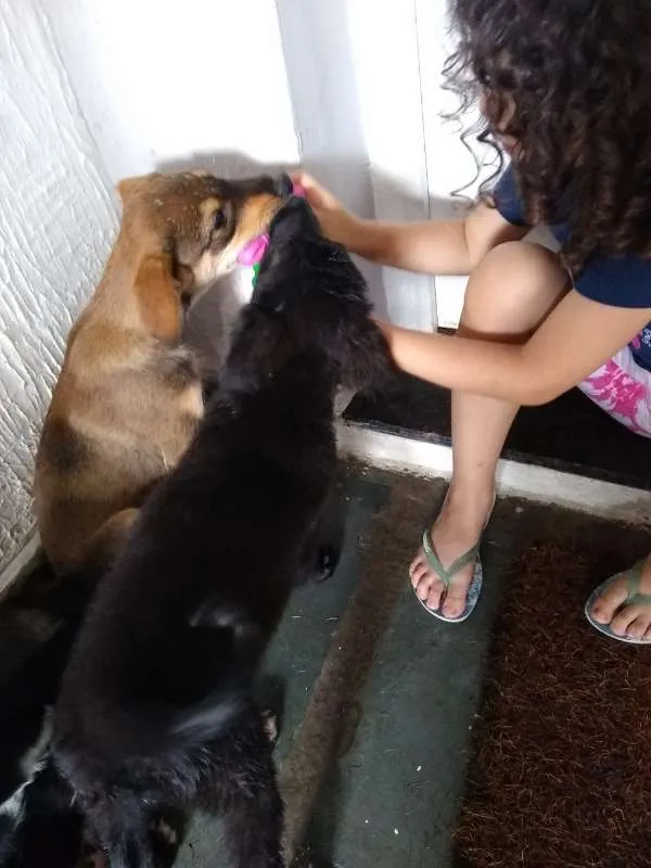 Cachorro ra a Não definida idade 2 a 6 meses nome Adote