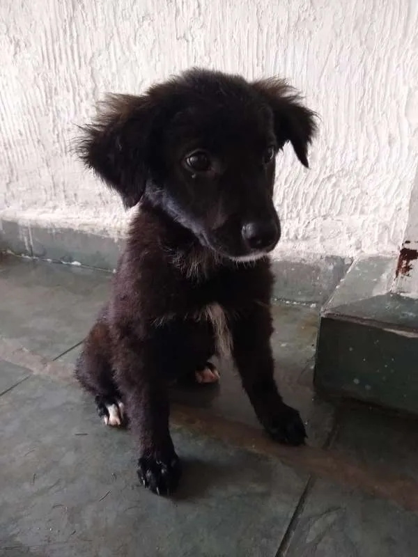 Cachorro ra a Não definida idade 2 a 6 meses nome Adote