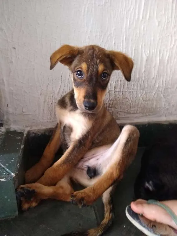 Cachorro ra a Não definida idade 2 a 6 meses nome Adote