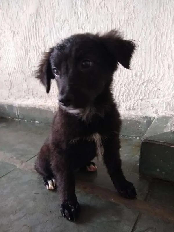 Cachorro ra a Não definida idade 2 a 6 meses nome Adote