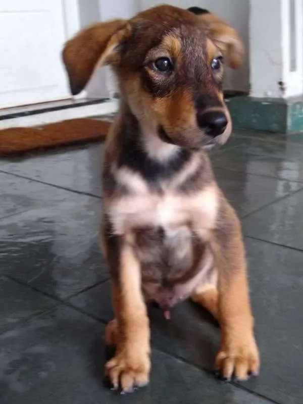 Cachorro ra a Não definida idade 2 a 6 meses nome Adote