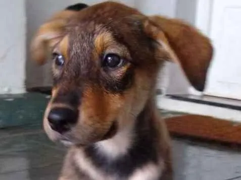 Cachorro ra a Não definida idade 2 a 6 meses nome Adote