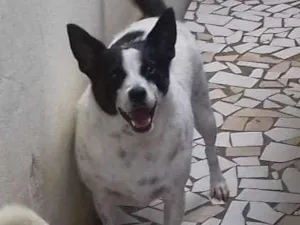 Cachorro raça  Sem Raça idade 2 anos nome Cherry e Hulk