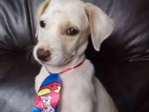 Cachorro raça SRD idade 2 a 6 meses nome Zé