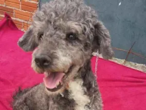 Cachorro raça Poodle  idade 1 ano nome Sofia