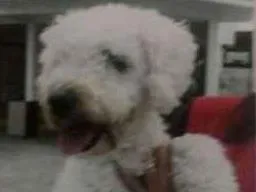 Cachorro ra a Poodle idade  nome Nao sei