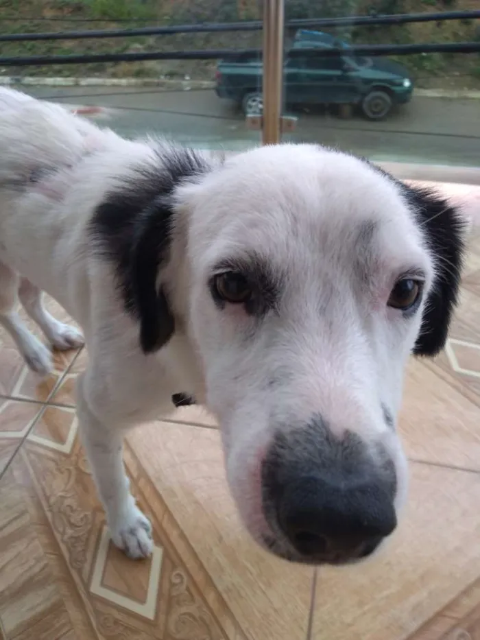 Cachorro raça Vira lata idade 2 a 6 meses nome Max
