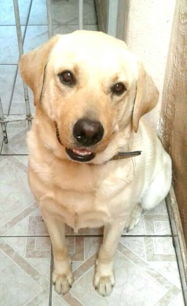 Cachorro ra a Labrador  idade 2 anos nome Luck 