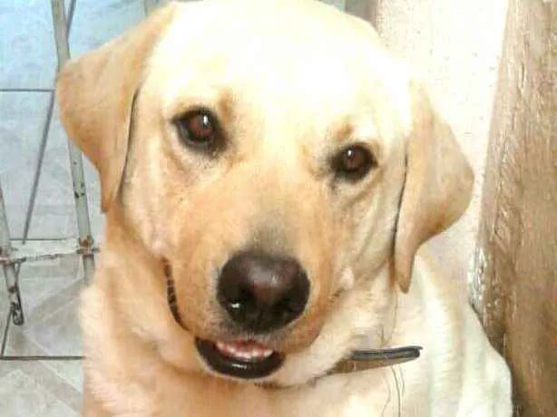 Cachorro ra a Labrador  idade 2 anos nome Luck 