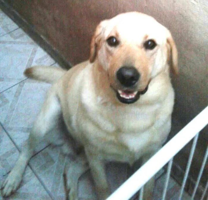 Cachorro ra a Labrador  idade 2 anos nome Luck 