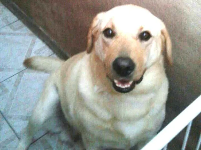 Cachorro ra a Labrador  idade 2 anos nome Luck 