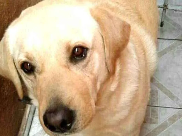 Cachorro ra a Labrador  idade 2 anos nome Luck 