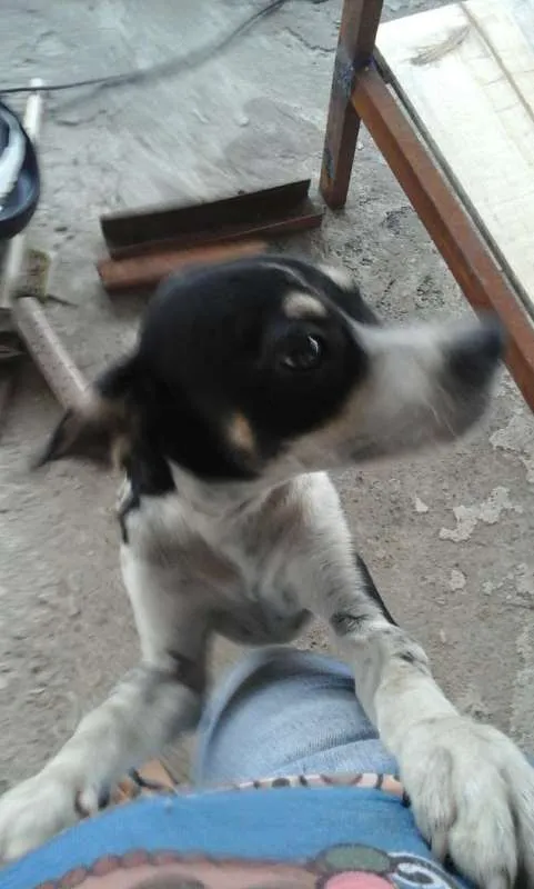 Cachorro raça  idade 2 a 6 meses nome Bob