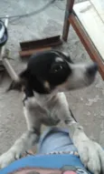 Bob