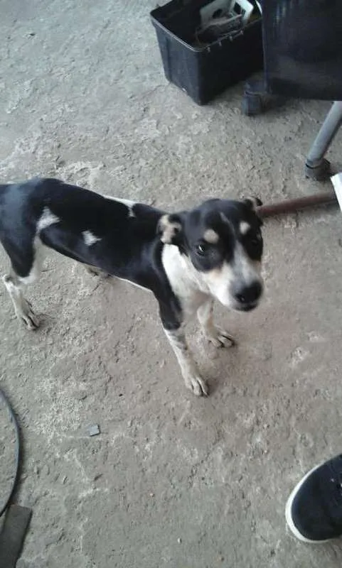 Cachorro raça  idade 2 a 6 meses nome Bob