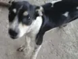 Bob