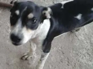 Cachorro raça  idade 2 a 6 meses nome Bob