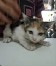 Rubi 