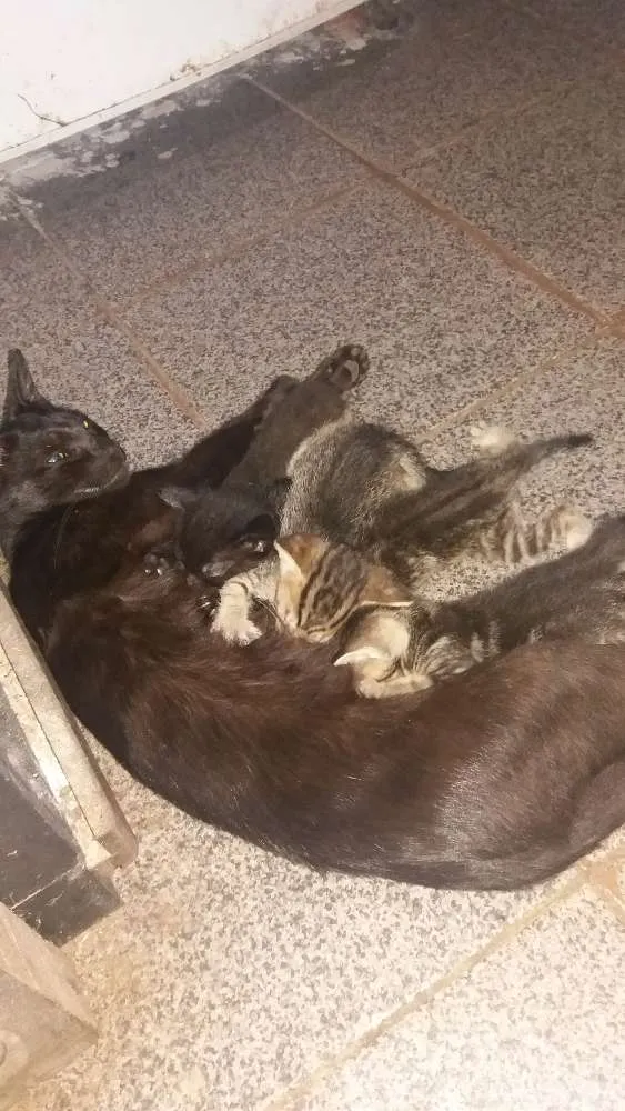 Gato ra a Vira lata  idade Abaixo de 2 meses nome Não tem nome ainda 