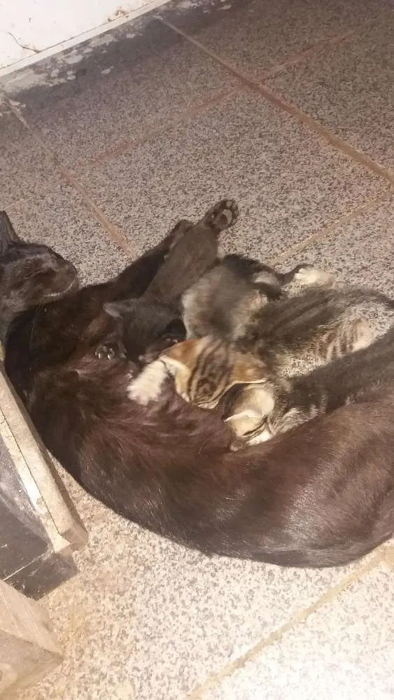 Gato ra a Vira lata  idade Abaixo de 2 meses nome Não tem nome ainda 