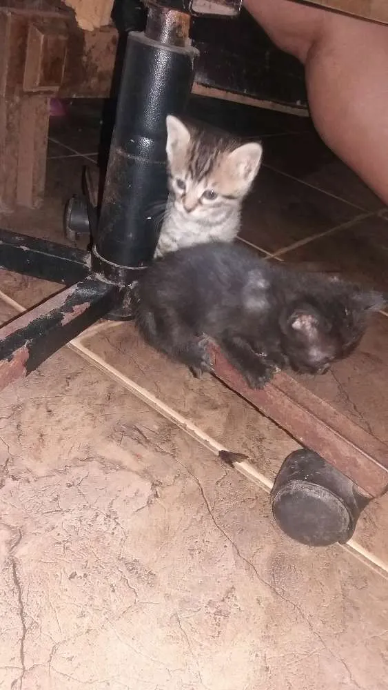 Gato ra a Vira lata  idade Abaixo de 2 meses nome Não tem nome ainda 