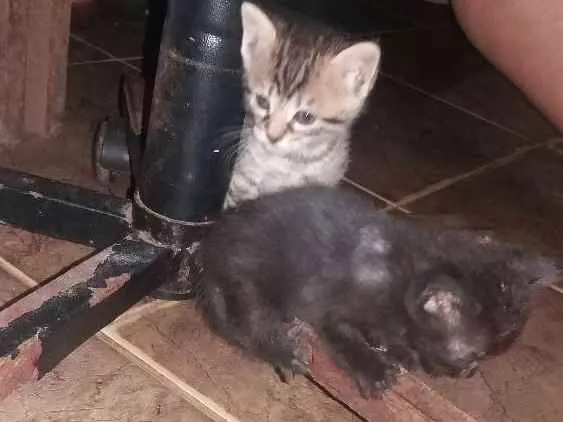 Gato ra a Vira lata  idade Abaixo de 2 meses nome Não tem nome ainda 