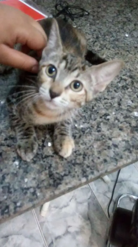 Gato raça sem raça idade 2 a 6 meses nome Mile