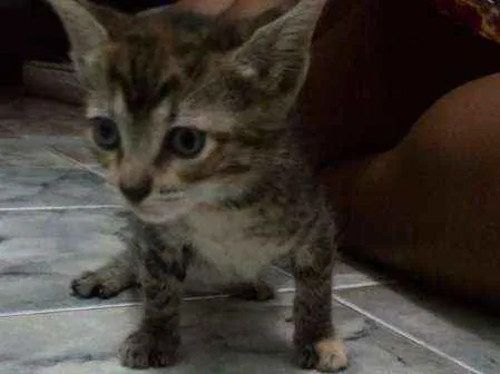 Gato raça sem raça idade 2 a 6 meses nome Mile