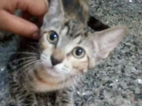 Gato raça sem raça idade 2 a 6 meses nome Mile