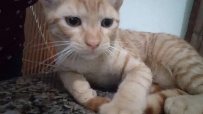 Gato raça sem raça idade 7 a 11 meses nome João