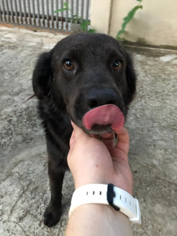 Cachorro ra a Vira lata idade 5 anos nome Vader
