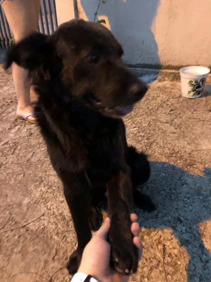 Cachorro ra a Vira lata idade 5 anos nome Vader