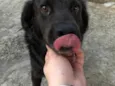 Vader