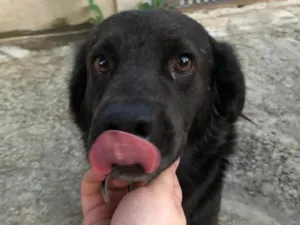 Cachorro raça Vira lata idade 5 anos nome Vader