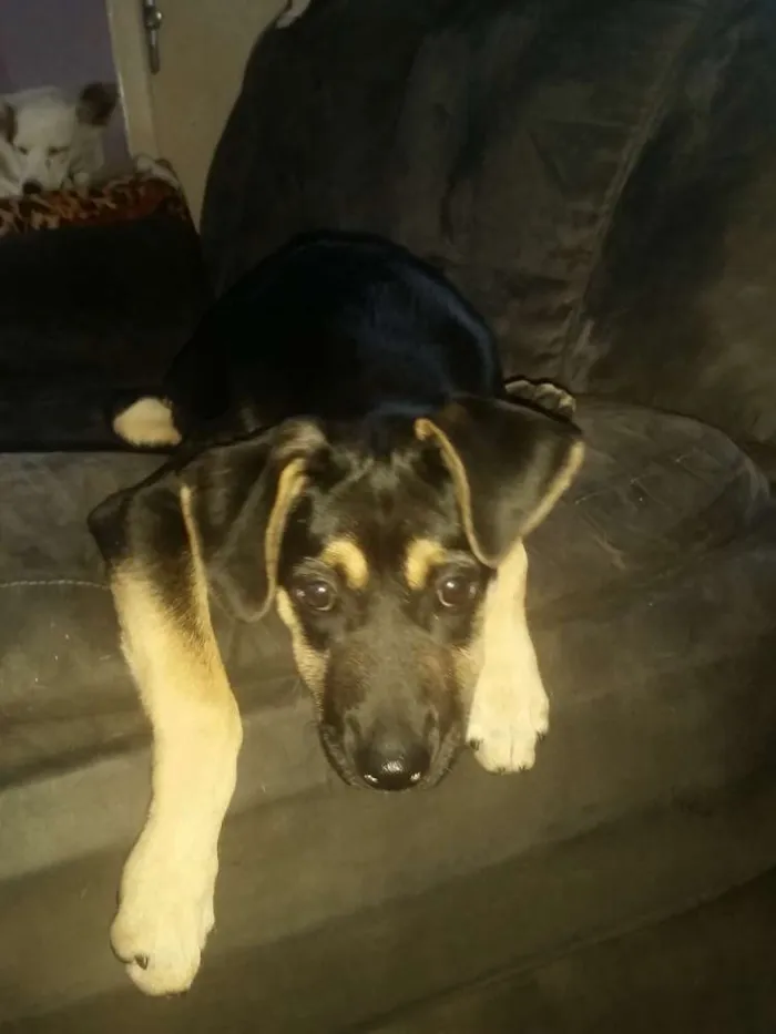 Cachorro ra a Srd idade 2 a 6 meses nome Nina  