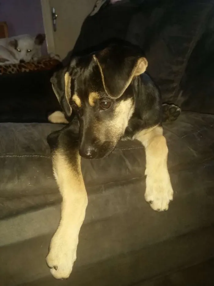 Cachorro ra a Srd idade 2 a 6 meses nome Nina  